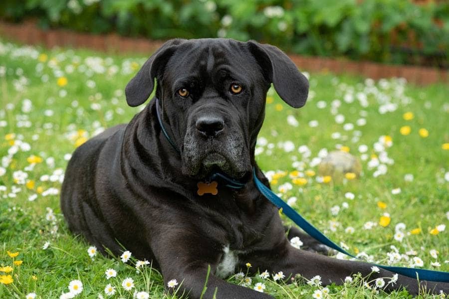 Cane Corso owner insights from a body camera study revealing what dogs do when alone