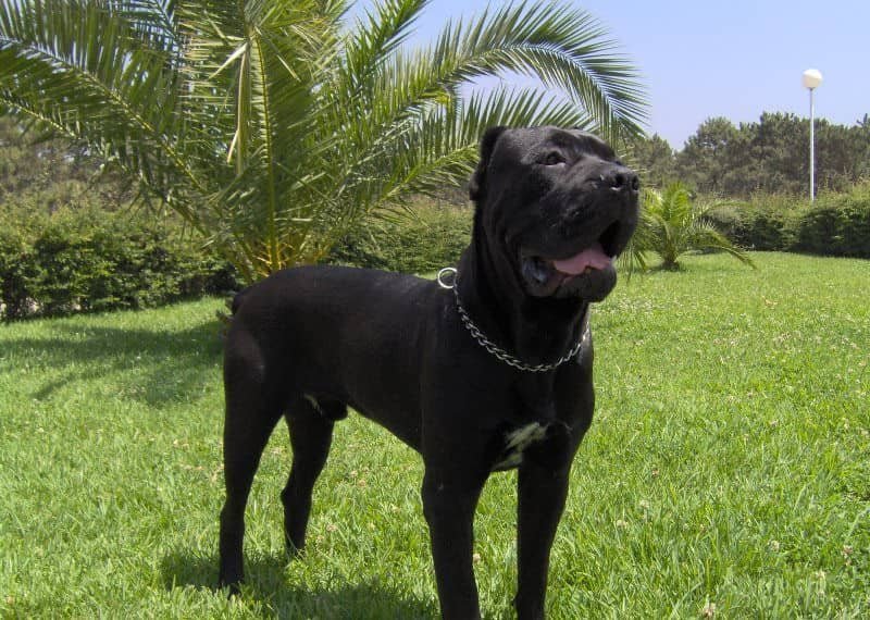 How to approach a Cane Corso safely when meeting an unfamiliar dog in a park