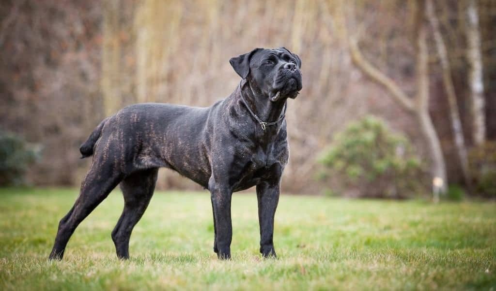 Cane Corso heatstroke prevention tips for keeping dogs cool in hot weather
