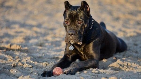 Carrying a Cane Corso in a backpack and understanding large dog safety