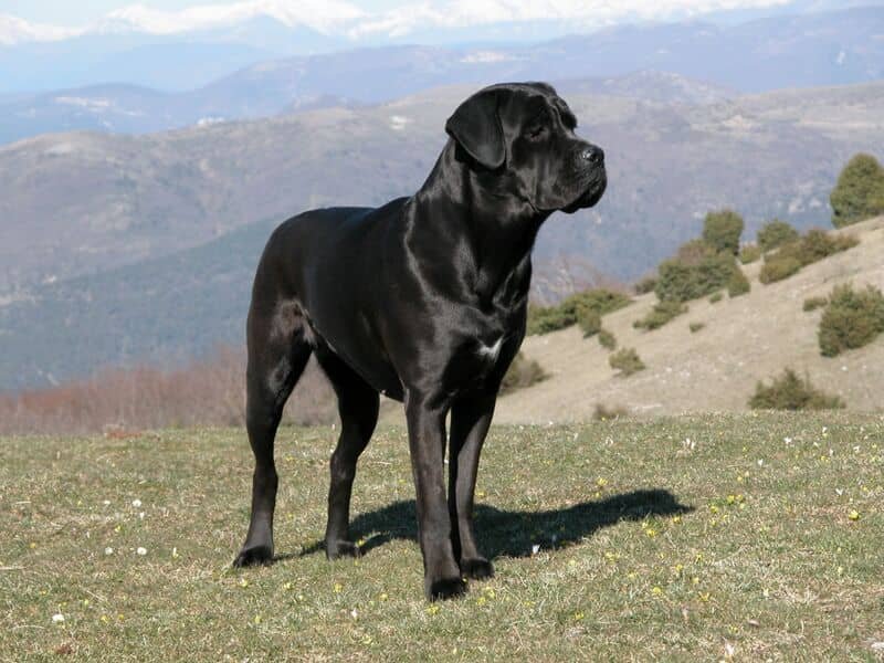 Are dryer sheets toxic to Cane Corsos and dangerous household products for dogs