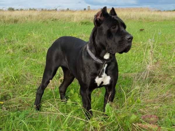 Bringing home a Cane Corso puppy and preparing for training, care, and family life