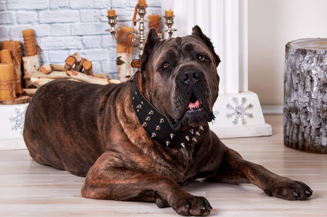 Raising a Cane Corso puppy with early training and positive socialization
