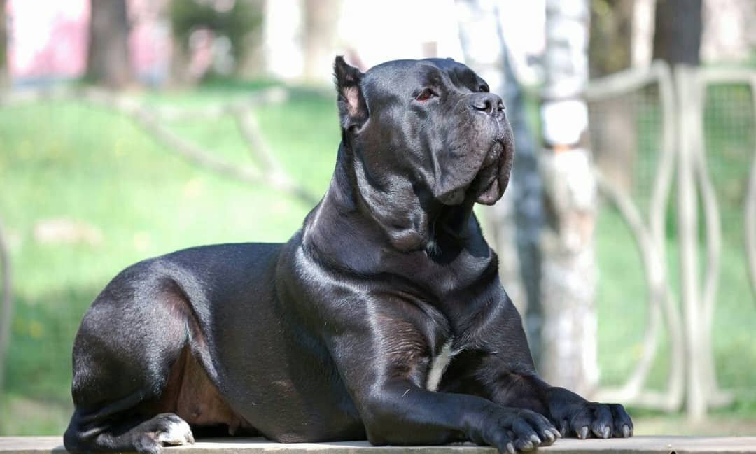 Cane Corso licensing and walking safely with responsible leash handling