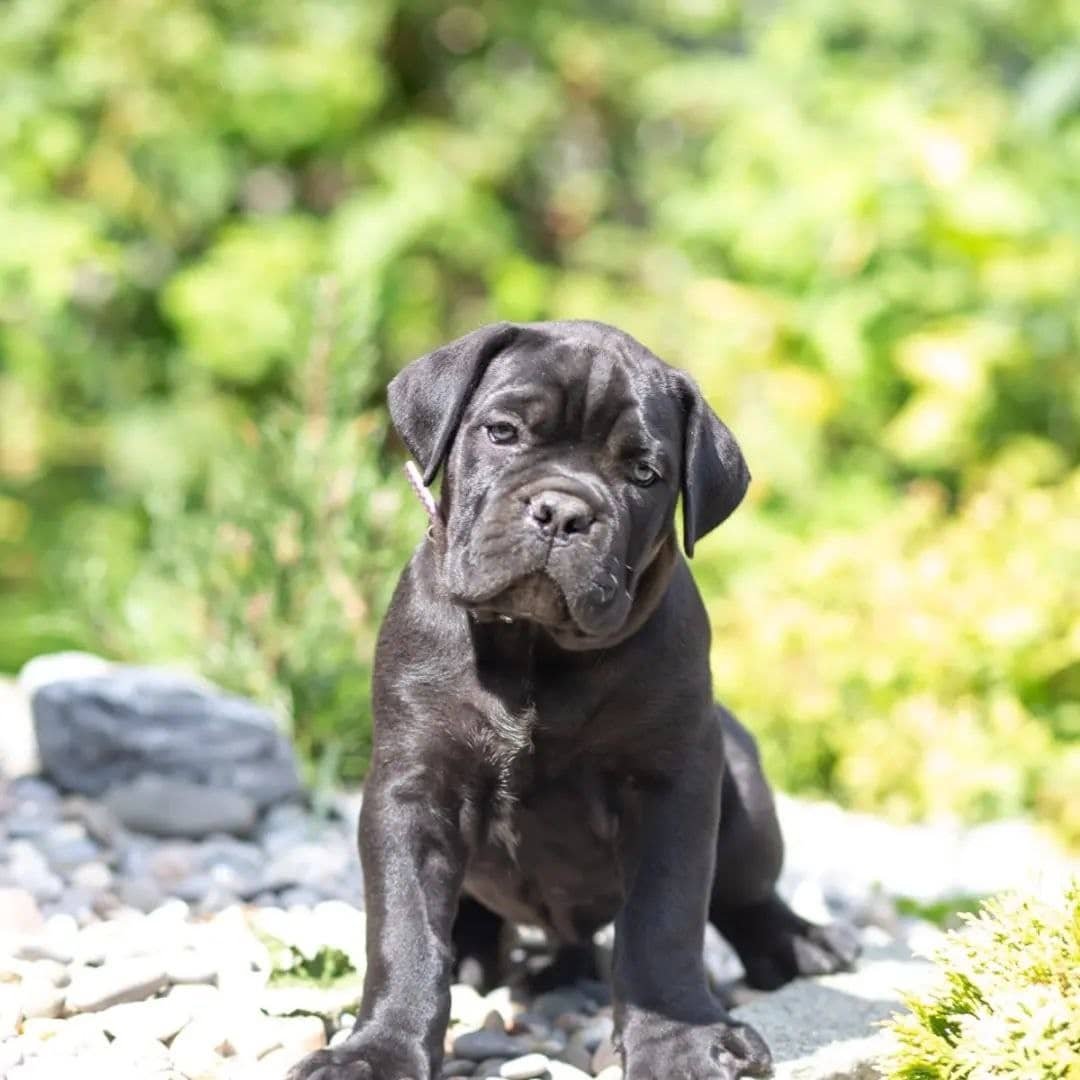 How to pet a Cane Corso safely while respecting dog body language