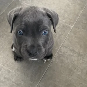 Beautiful male cane corso puppy