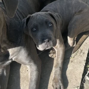 Cane Corso Mastiff Brindle, blue eyes, silver-grey