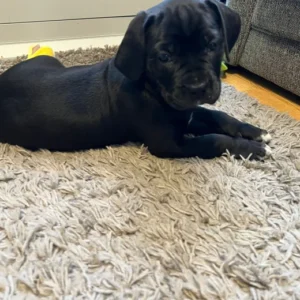 Cane Corso Puppies