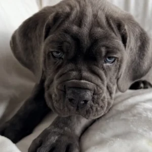 Cane corso puppies - 1 female left!