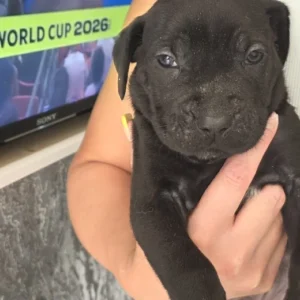 Cane corso puppies