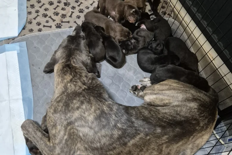 cane-corso-pups-776__w780_h520