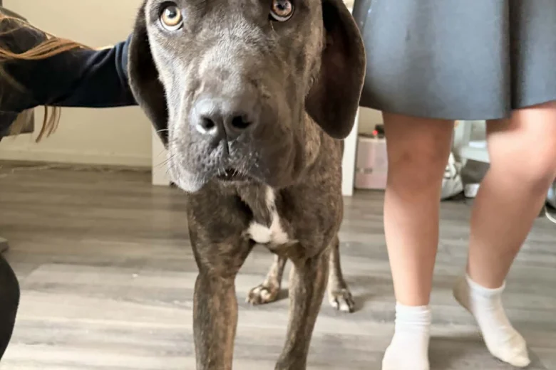 cane-corso17747419985941-5660__w780_h520