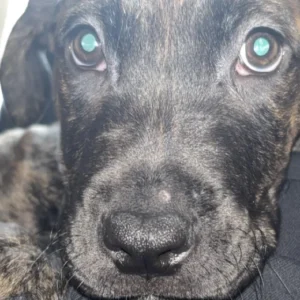 Cane Corso x Presa Canario Puppy *Ready to leave*