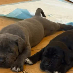 *Last 2 available*Cane Corso x Presa Canario Puppies