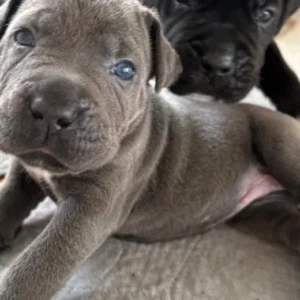 CANE CORSO PUPPIES FOR ADOPTION