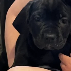 BLACK BRINDLE