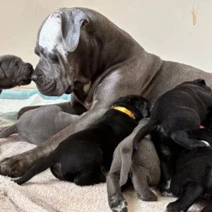 Cane corso pups