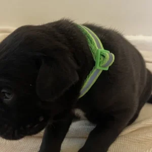 Quality Cane Corso Pups 5* Family Guardians ICCF