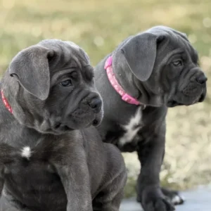 Cane corso puppies