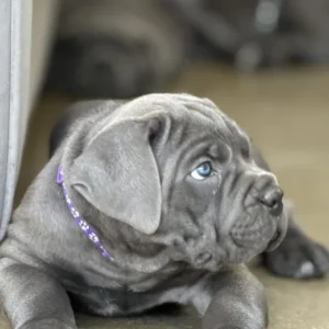 Cane Corso puppies
