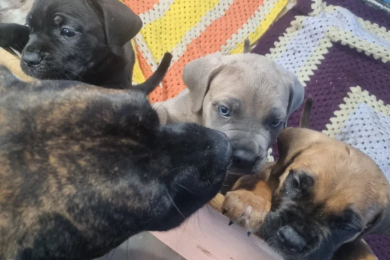 italian-cane-corso-2153__w780_h520