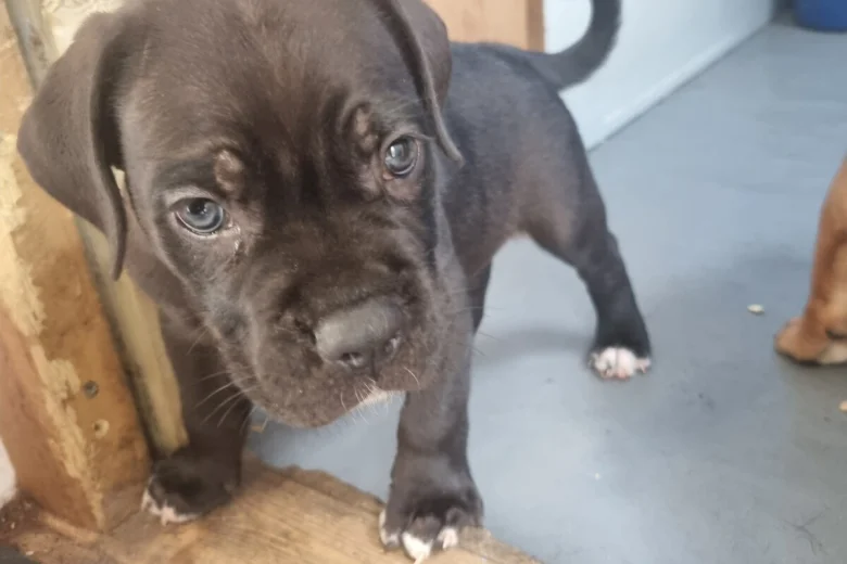 italian-cane-corso-3171__w780_h520