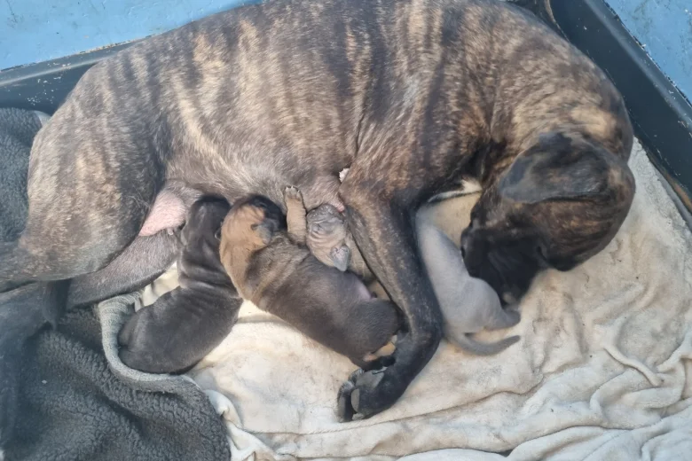 italian-cane-corso-3818__w780_h520