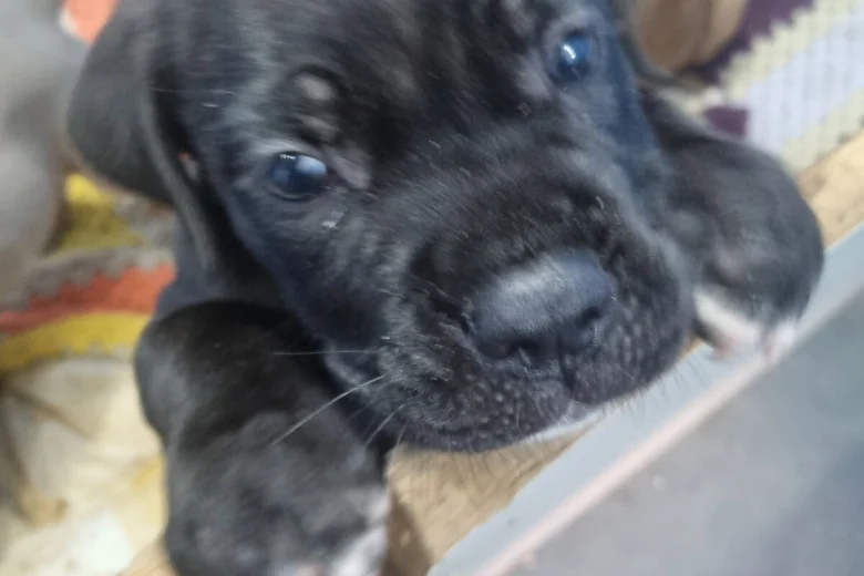 italian-cane-corso-4493__w780_h520