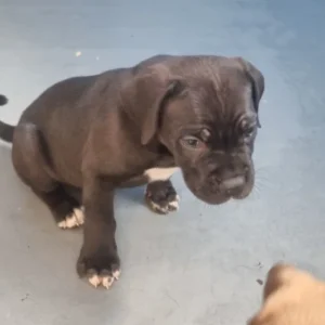 Italian Cane Corso