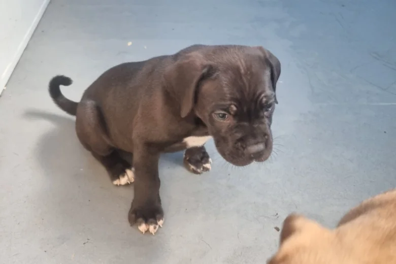 italian-cane-corso-5199__w780_h520
