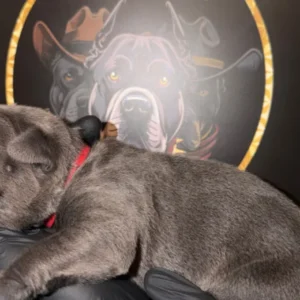 Premium Cane Corso Puppies *Genesis Bloodline*