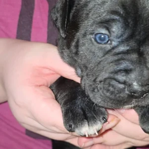 Staffy x cane corso